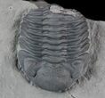 Folded Eldredgeops (Phacops) Trilobite - New York #50298-2